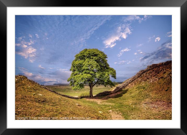 Sycamore Gap Tree Framed Mounted Print by Tom McPherson