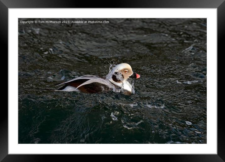 The long-tailed duck Framed Mounted Print by Tom McPherson