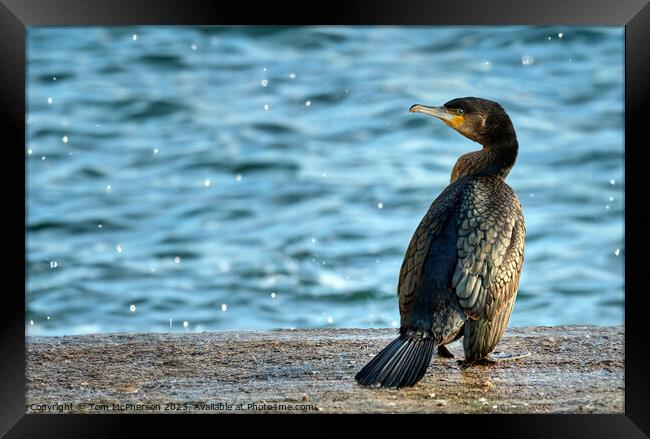 Cormorant at Burghead Harbour Framed Print by Tom McPherson