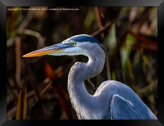 The Grey Heron  Framed Print by Tom McPherson