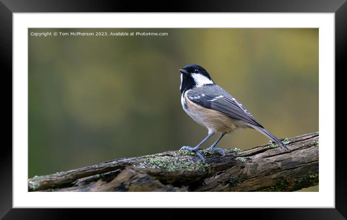 Coal Tit Framed Mounted Print by Tom McPherson