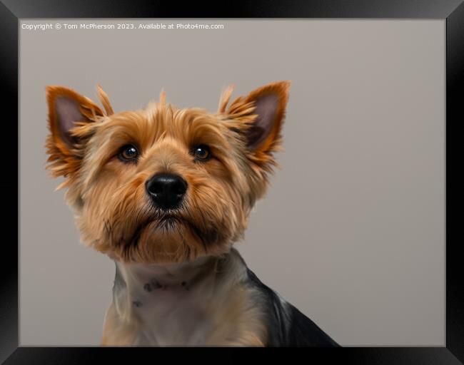 West Highland Terrier Framed Print by Tom McPherson