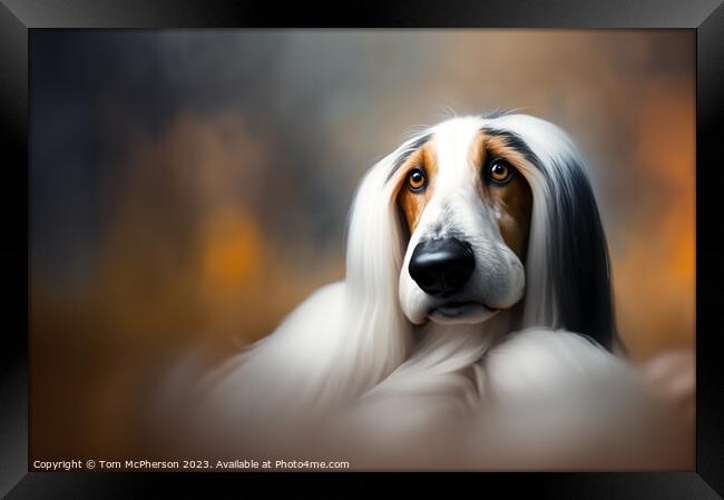 Afghan Hound Framed Print by Tom McPherson