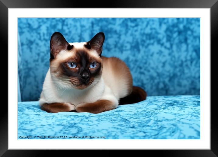 Siamese Cat Framed Mounted Print by Tom McPherson