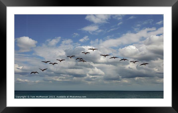 Canada Geese in Flight Framed Mounted Print by Tom McPherson