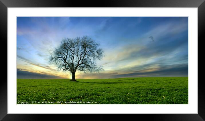 Lone Tree 36 Framed Mounted Print by Tom McPherson