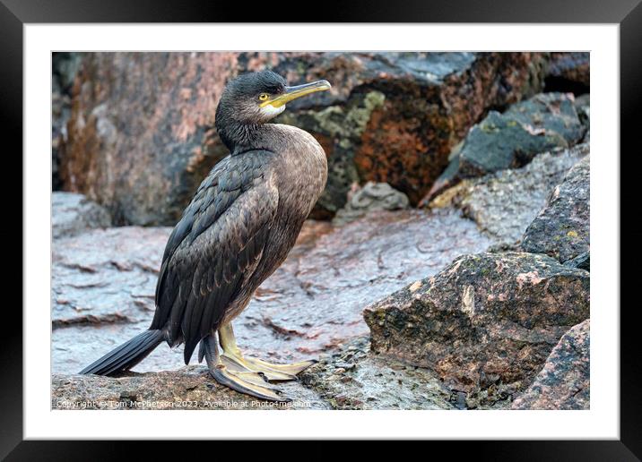 Cormorant on the Rocks Framed Mounted Print by Tom McPherson