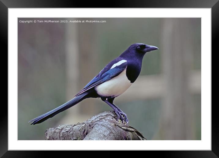 Magpie Framed Mounted Print by Tom McPherson