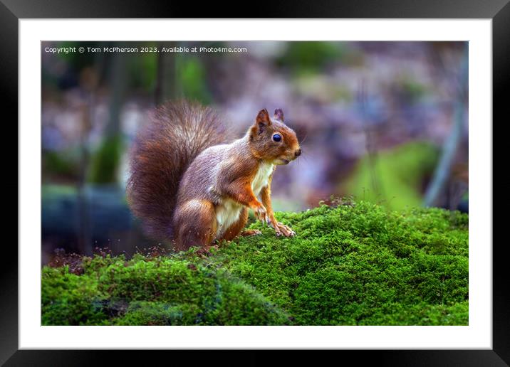 A red squirrel on mossy ground Framed Mounted Print by Tom McPherson