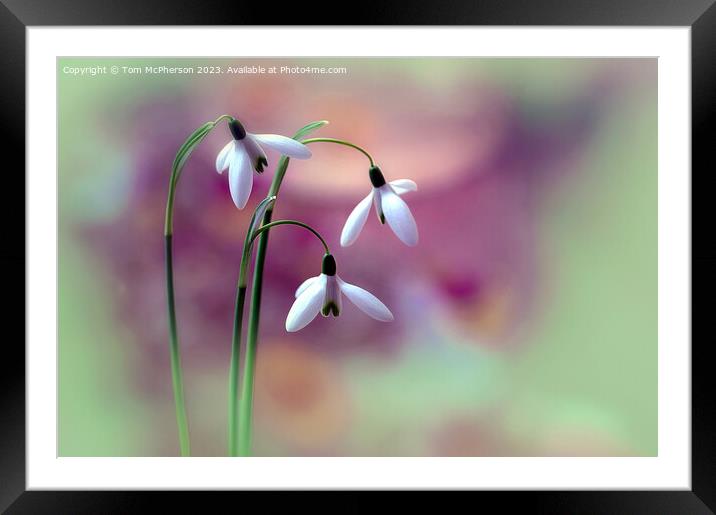 Snowdrops Framed Mounted Print by Tom McPherson