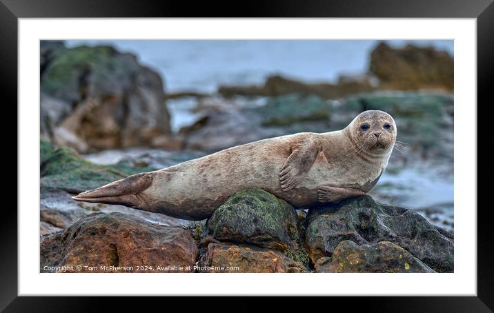 Grey Seal Pup Resting Framed Mounted Print by Tom McPherson