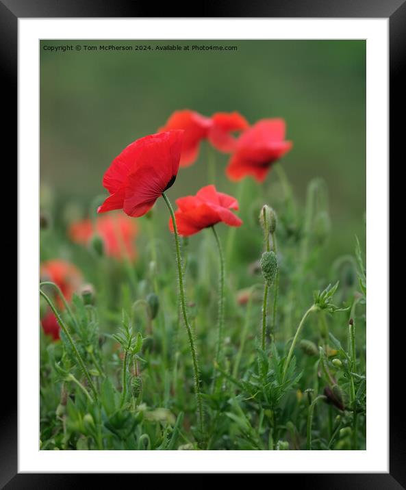 Poppies Framed Mounted Print by Tom McPherson