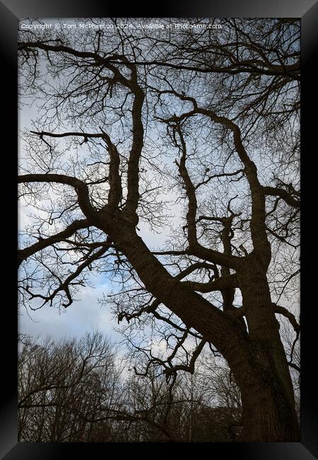 Tree Against the Sky Framed Print by Tom McPherson