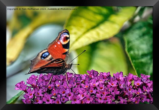 Peacock Butterfly Framed Print by Tom McPherson