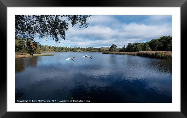 Pair of Swans on Loch of Blairs Framed Mounted Print by Tom McPherson