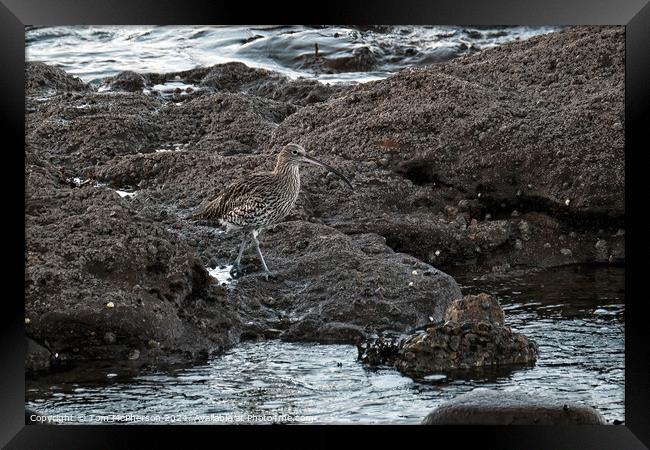 Curlew at Burghead Framed Print by Tom McPherson