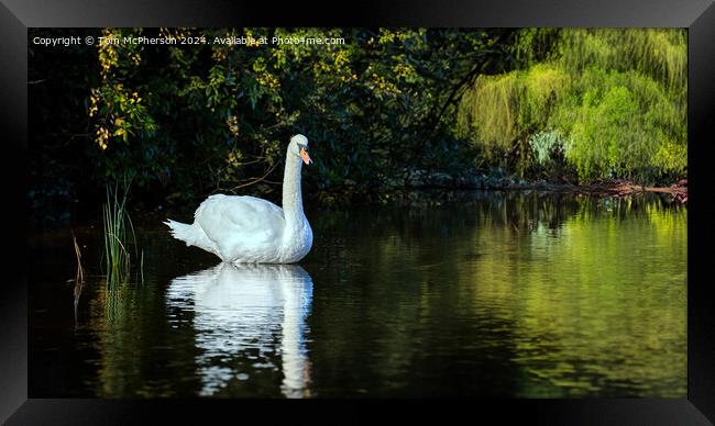 Swan on Loch of Blairs Framed Print by Tom McPherson