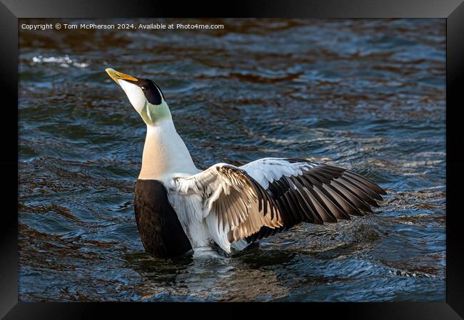 Common Eider Duck Framed Print by Tom McPherson