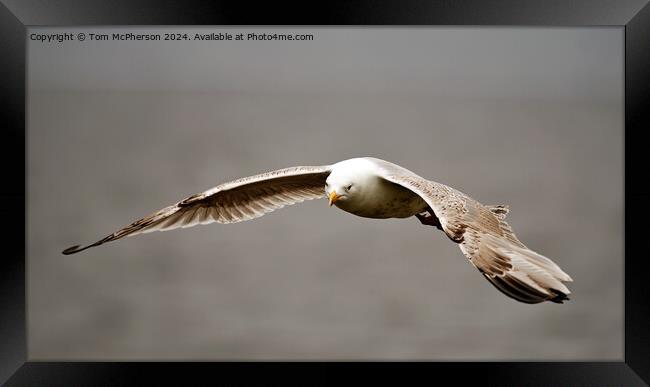 Herring Gull in Flight Framed Print by Tom McPherson