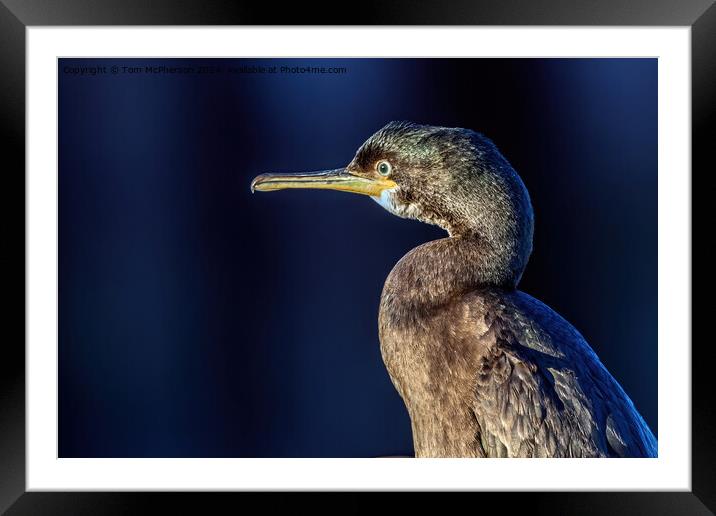 Portrait of a Cormorant Framed Mounted Print by Tom McPherson