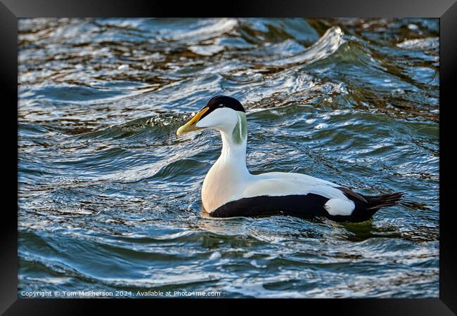 Eider Duck Framed Print by Tom McPherson