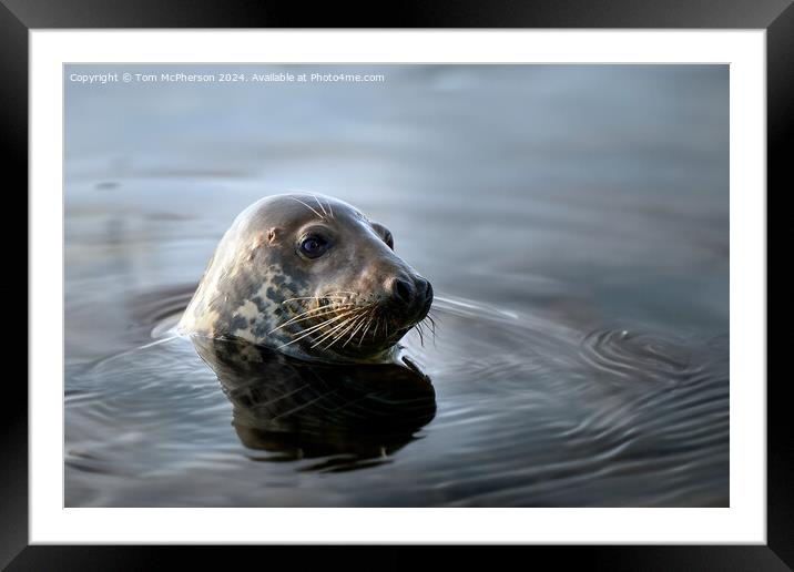 Grey Seal, Burghead Harbour Framed Mounted Print by Tom McPherson