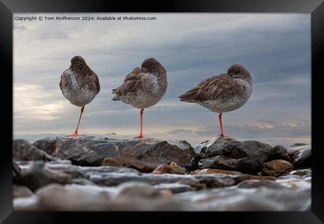 Redshanks, Three in a Row Framed Print by Tom McPherson