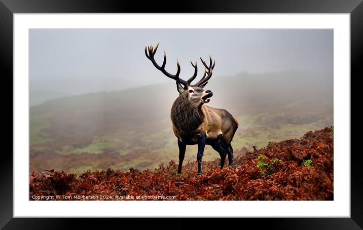 The majestic monarch of the glen. Framed Mounted Print by Tom McPherson