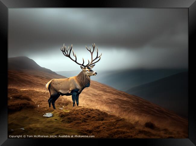 Majestic Stag Framed Print by Tom McPherson