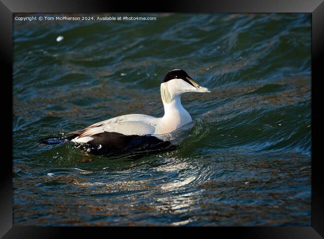 Common Eider Duck Framed Print by Tom McPherson