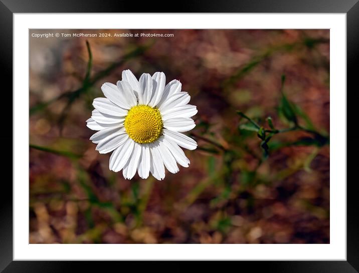 Detailed Daisy Framed Mounted Print by Tom McPherson