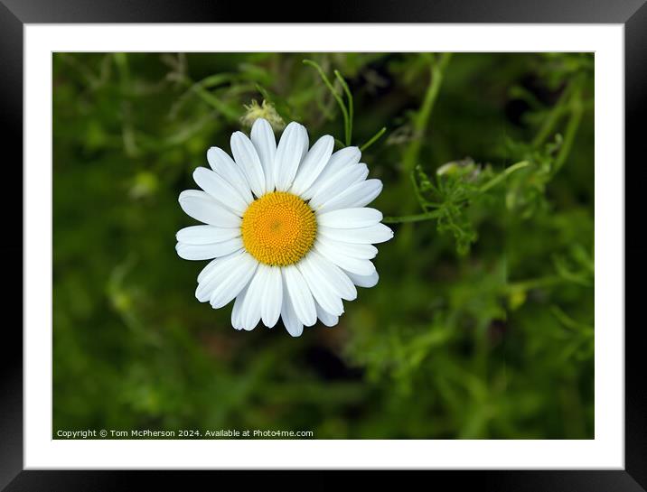 Details of a daisy Framed Mounted Print by Tom McPherson