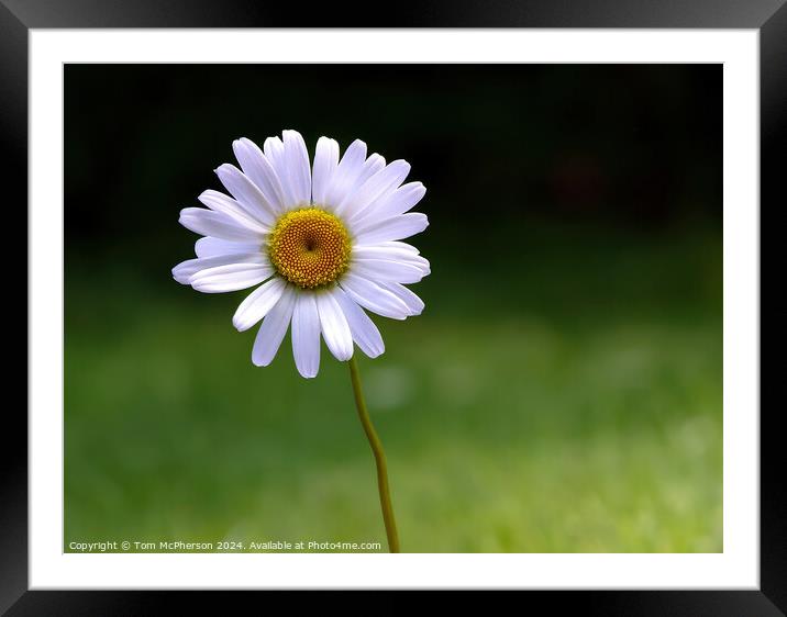 Common Daisy Plant Framed Mounted Print by Tom McPherson