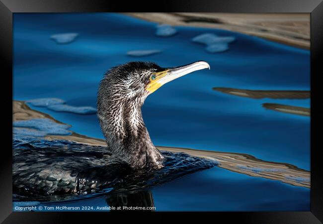 Cormorant Portrait Framed Print by Tom McPherson