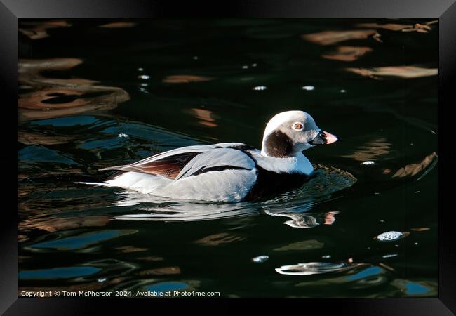 Long-Tailed Duck Framed Print by Tom McPherson