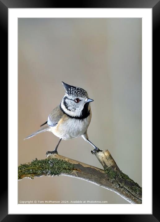 Crested Tit Framed Mounted Print by Tom McPherson