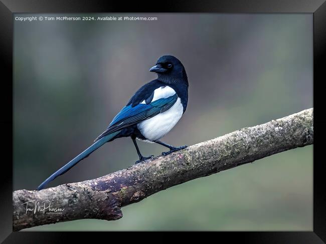 Magpie Framed Print by Tom McPherson