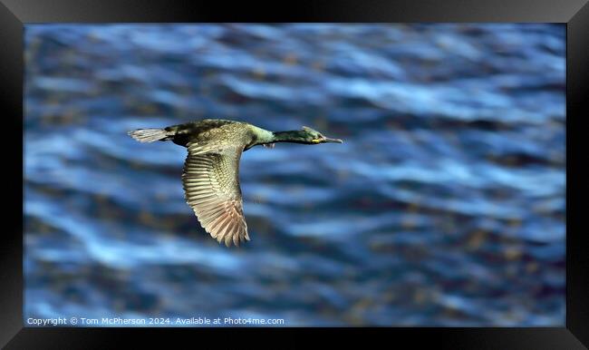 European Shag in Flight Framed Print by Tom McPherson