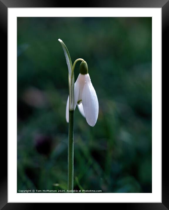 Snowdrop Framed Mounted Print by Tom McPherson