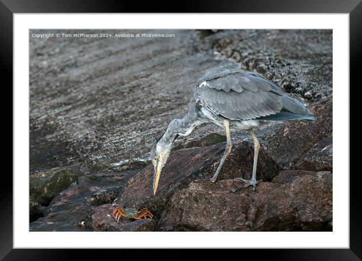 The grey heron Framed Mounted Print by Tom McPherson