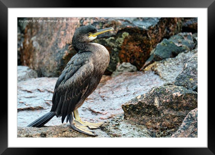 Shag on the Rocks  Framed Mounted Print by Tom McPherson