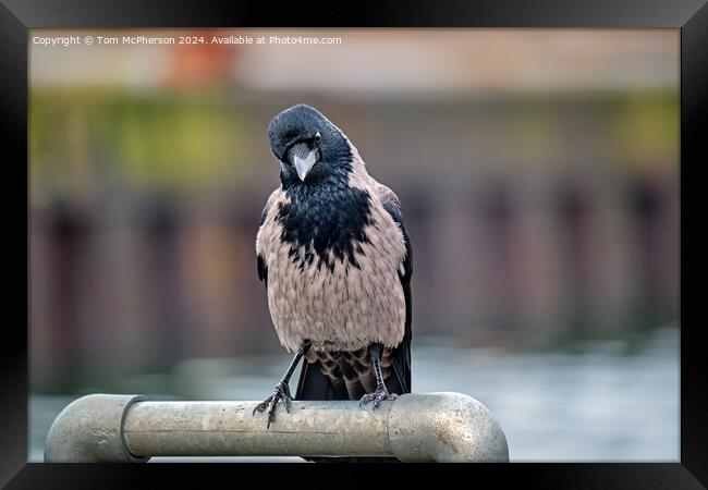 The hooded crow Framed Print by Tom McPherson