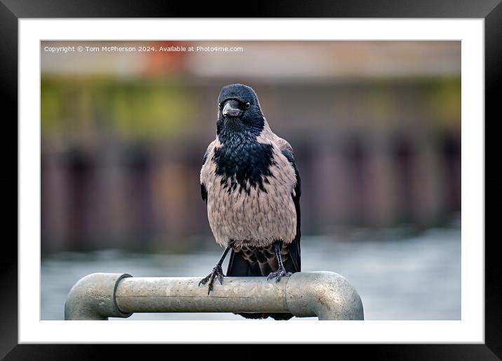 The hooded crow Framed Mounted Print by Tom McPherson