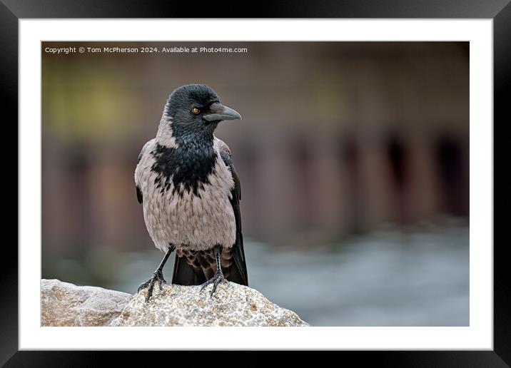 Hooded Crow Framed Mounted Print by Tom McPherson