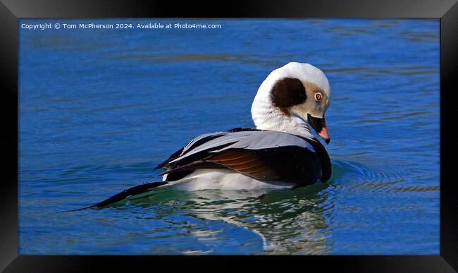 The long-tailed duck  Framed Print by Tom McPherson