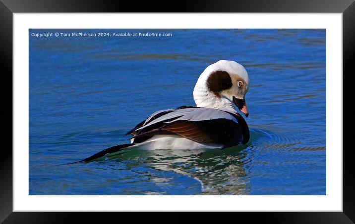 The long-tailed duck  Framed Mounted Print by Tom McPherson
