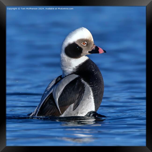 The long-tailed duck  Framed Print by Tom McPherson