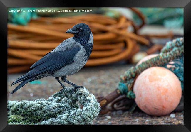 Hooded crow at Burghead harbour Framed Print by Tom McPherson