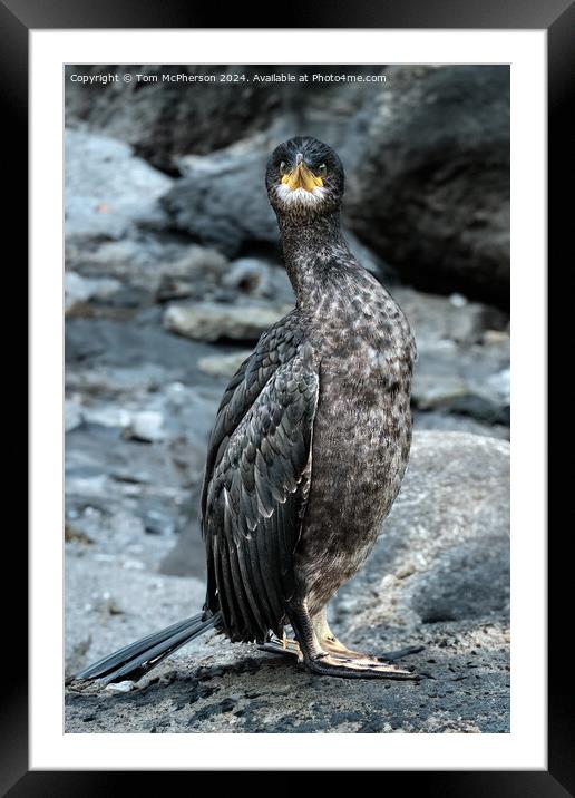 The double-crested cormorant Framed Mounted Print by Tom McPherson