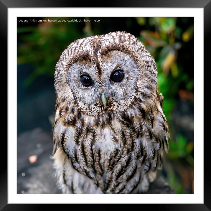 Tawny Owl Framed Mounted Print by Tom McPherson